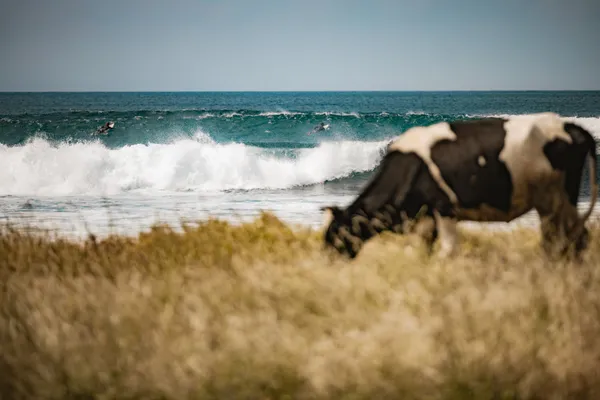 Cabo Verde - cow grazing while surfers ride waves