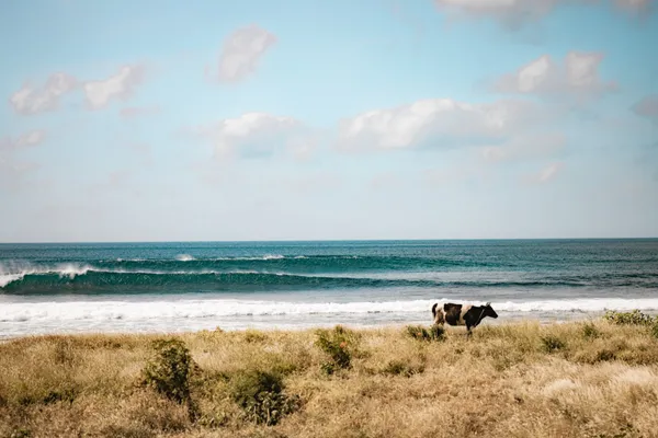 Cow alone on the beach